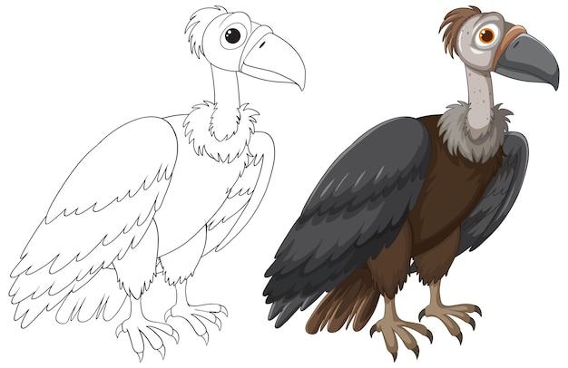 Free vector from sketch to color vulture illustration