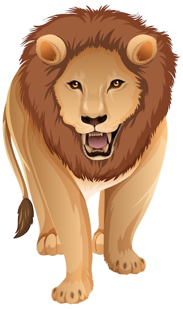 Front of adult lion in standing position on white background