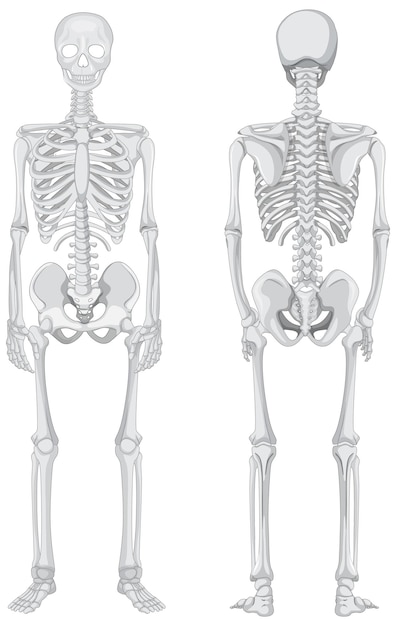 無料ベクター 白い背景で隔離のスケルトンの正面図と背面図