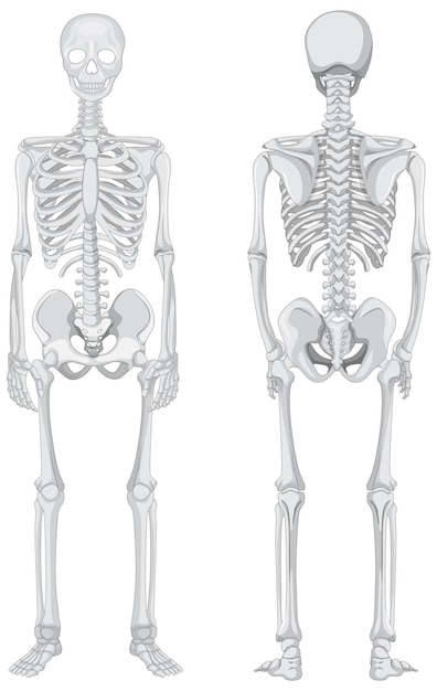 Vettore gratuito vista anteriore e posteriore dello scheletro isolato su priorità bassa bianca