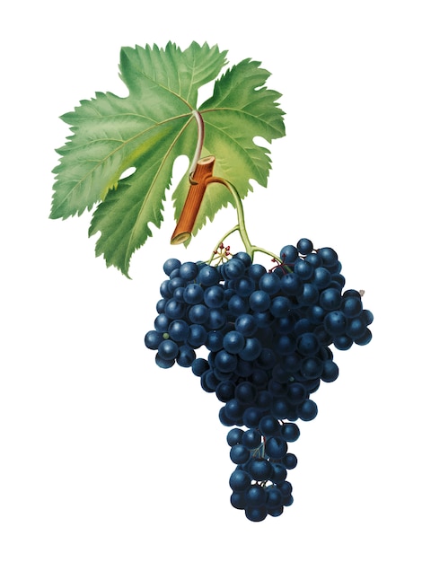 Pomona ItalianaイラストのFuella grapes