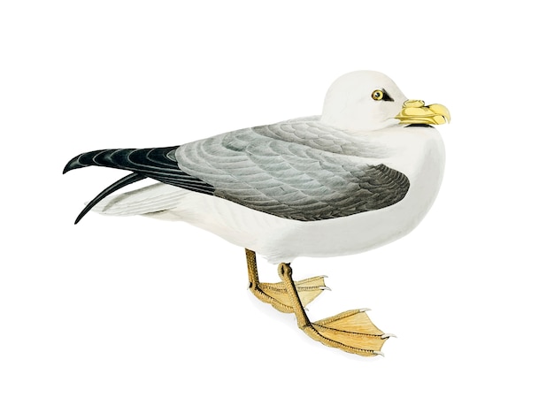 Free vector fulmar petrel illustration