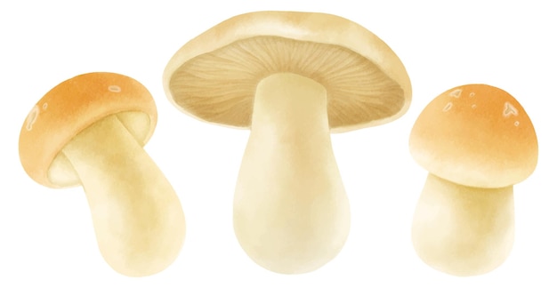 Бесплатное векторное изображение Коллекция акварельных иллюстраций грибов