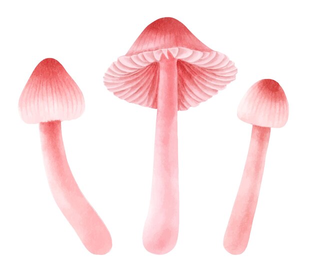 Fungus illustration watercolor style collection