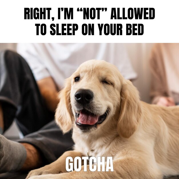 Funny dog with gotcha wink animal meme