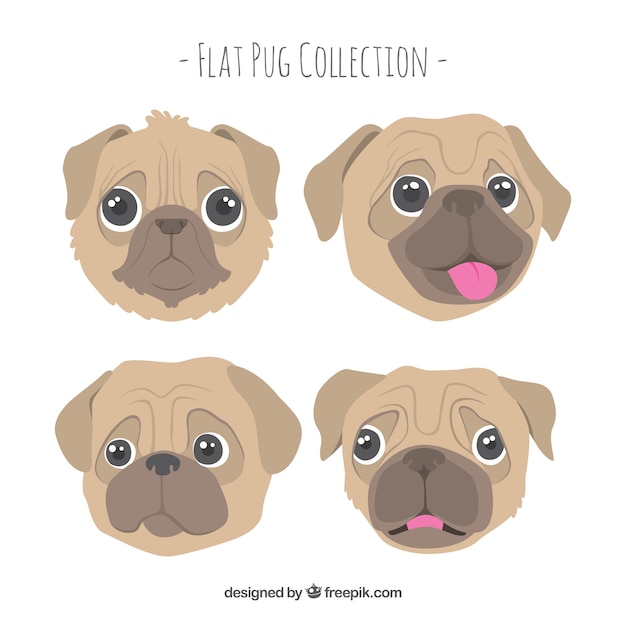 Funny pug faces with lovely style