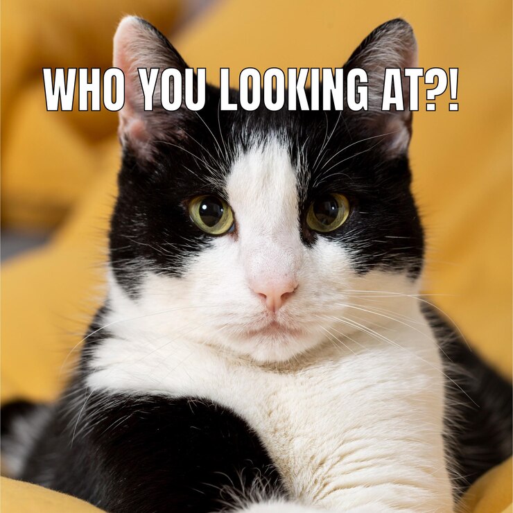 funny-serious-cat-animal-meme_23-2148974916.jpg