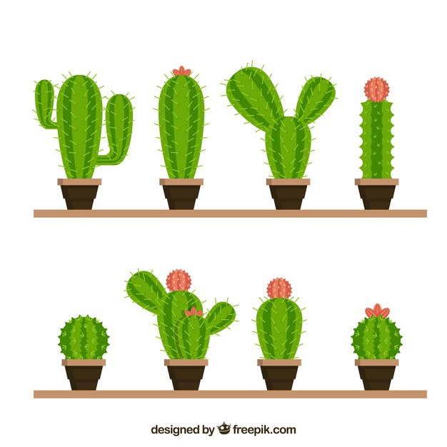 Funny variety of lovely cactus