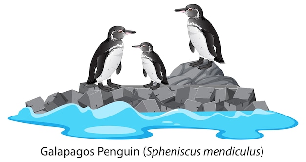 Vettore gratuito fumetto del pinguino di galapagos sulla roccia