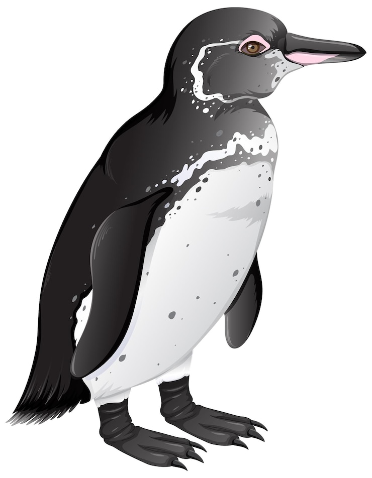Free Vector galapagos penguin on white background