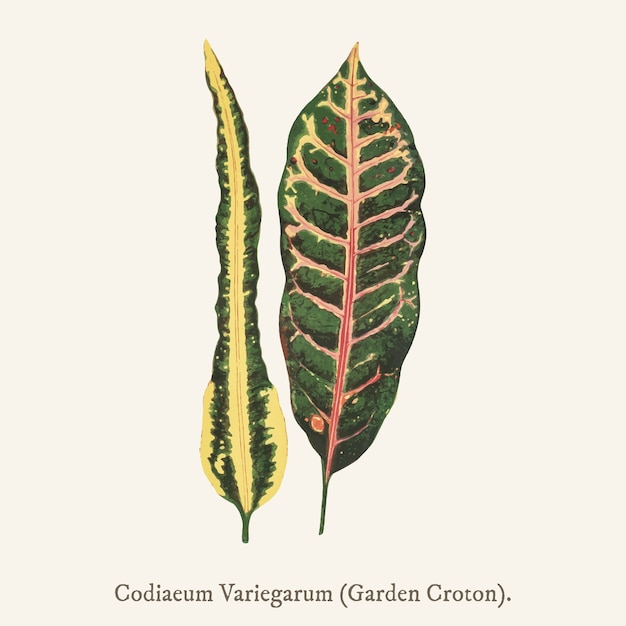 Garden Croton (Codiaeum Variegarum) 