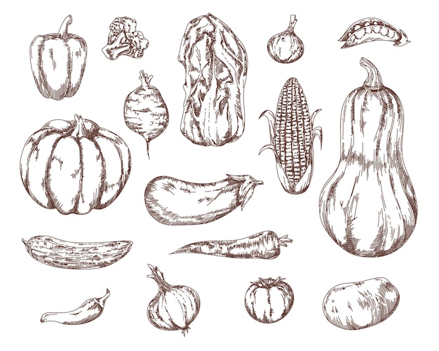 Garden vegetables salad ingredients sketch set