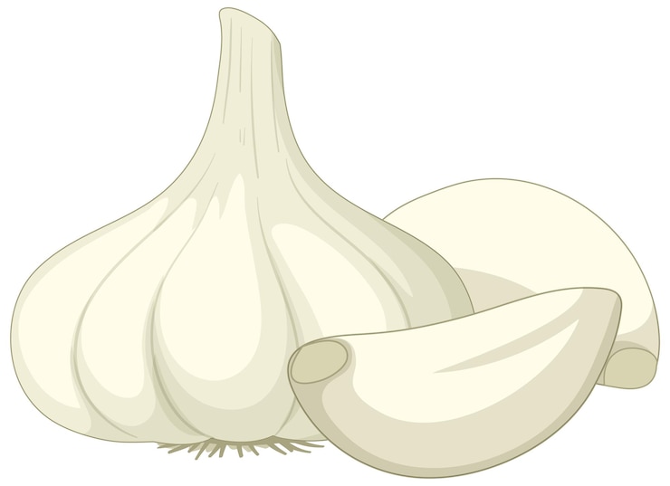 Free Vector garlic in cartoon style isolated