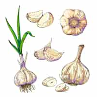 Free vector garlic food sketch hand drawn vector