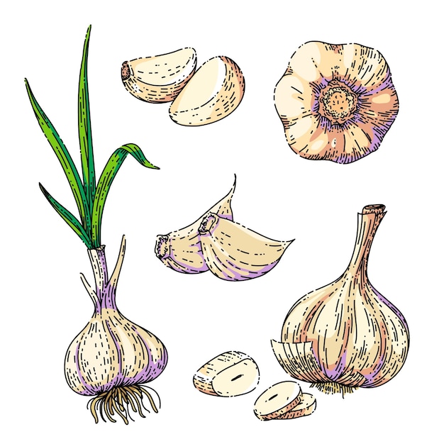 Garlic food sketch hand drawn vector