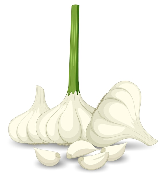 Free vector garlic heads with clove on white background