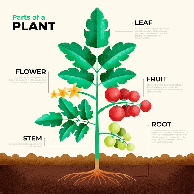 Geometric infographic of plant parts