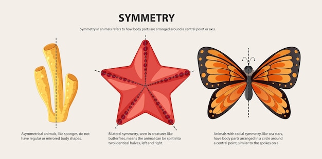 Free vector geometry and symmetry in animal illustrations