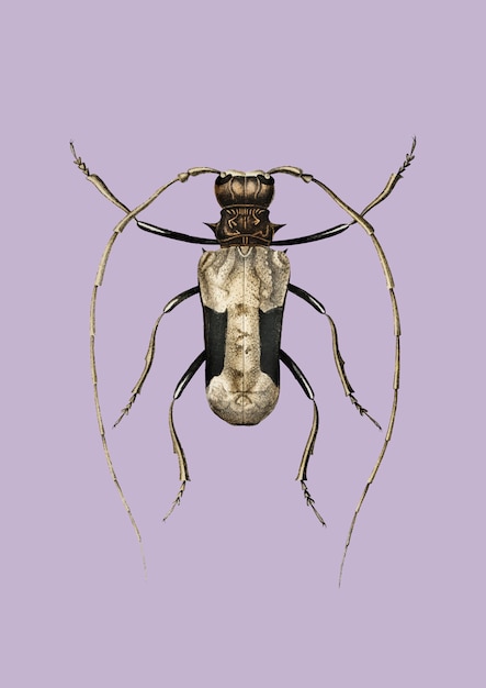 Charles Dessalines D&#39;Orbignyによって描かれた巨大なアフリカのLonghorn Beetle