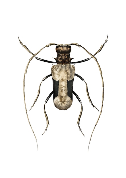 Charles Dessalines D&#39;Orbignyによって描かれた巨大なアフリカのLonghorn Beetle