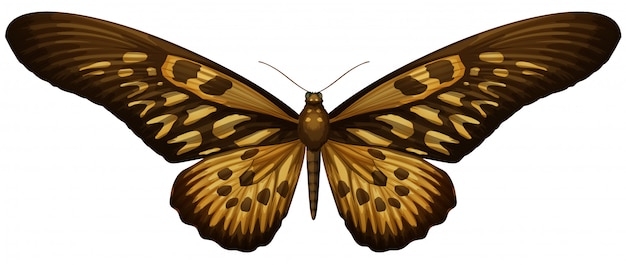 Бесплатное векторное изображение Гигантский африканский махаон - papilio antimachus