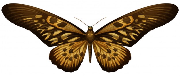 Гигантский Африканский Махаон - Papilio antimachus