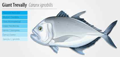 Free vector giant trevally