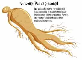 Vettore gratuito ginseng panax ginseng con spiegazione