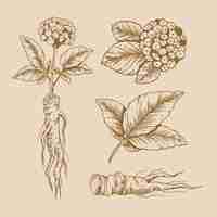 Free vector ginseng plant collection draw design