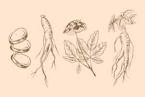 Vettore gratuito collezione di piante di ginseng disegnare tema