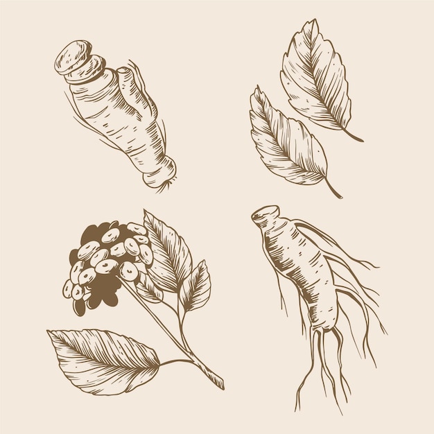 Free vector ginseng plant collection draw