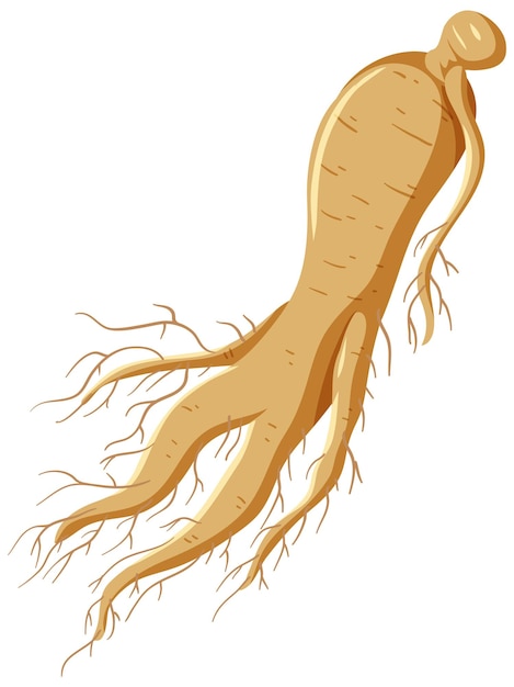 Free vector ginseng plant flat design vector