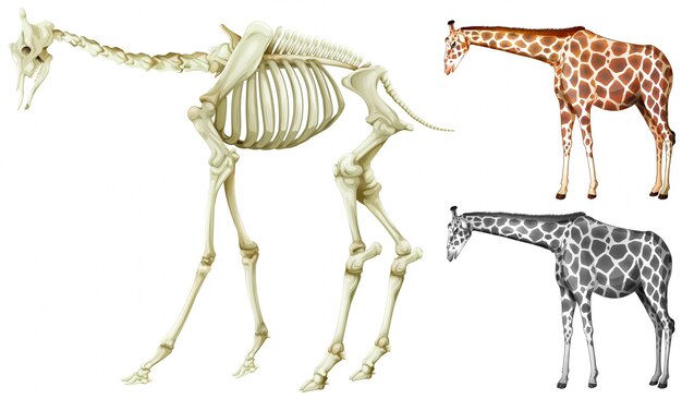 Иллюстрация жирафа и кости