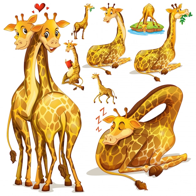 Vettore gratuito giraffa in diverse posizioni illustrazione