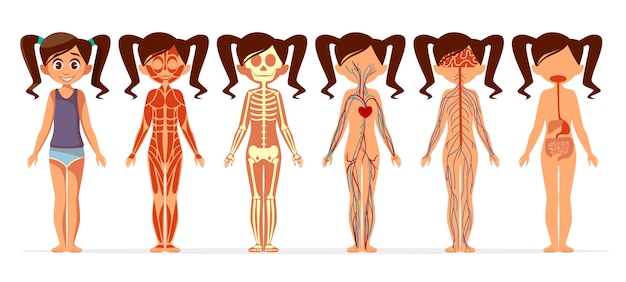 Vettore gratuito anatomia del corpo della ragazza. struttura medica del corpo umano femminile del fumetto di muscolare