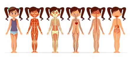 Vettore gratuito anatomia del corpo della ragazza. struttura medica del corpo umano femminile del fumetto di muscolare