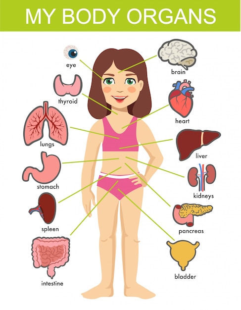 diagram of woman's internal organs