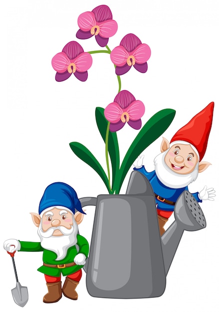 Gnomes with orchids in watering can cartoon style on white background