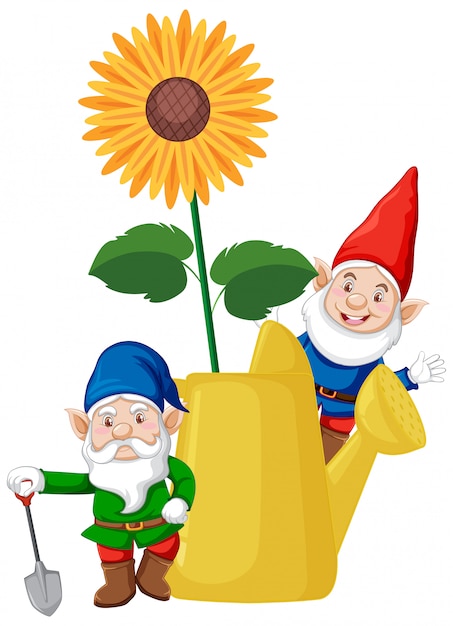 Gnomes with sunflower in watering can cartoon style on white background