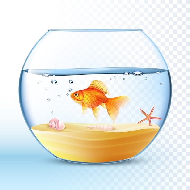 Golden Fish In Round Bowl Poster 