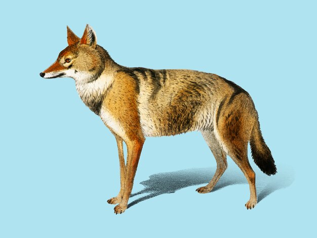 Golden Jackal (Canis Aureus) illustrated by Charles Dessalines D'Orbigny (1806-1876).