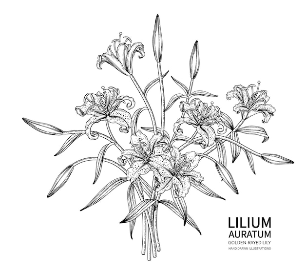 Golden-rayed Lily flower (Lilium auratum) drawings.
