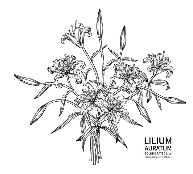 Golden-rayed Lily flower (Lilium auratum) drawings.