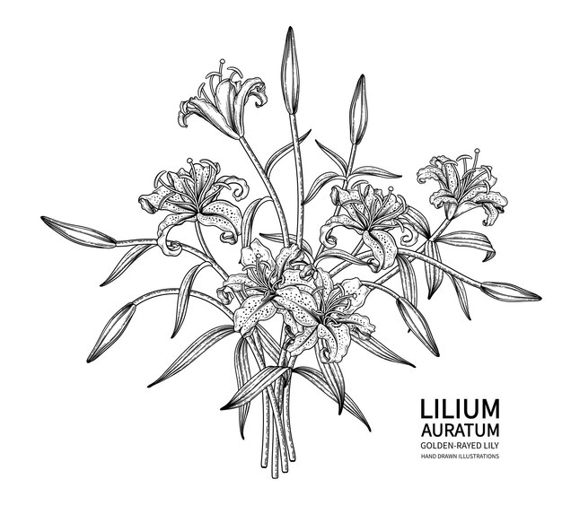 Рисунки золотистых лилий (Lilium auratum).