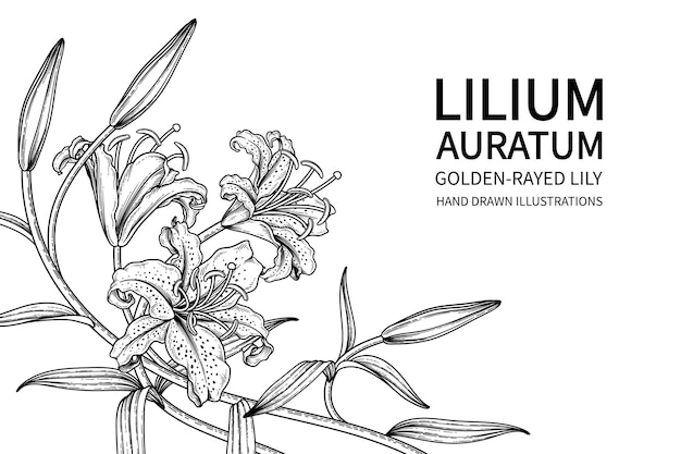 Golden-rayed Lily flower (Lilium auratum) Hand Drawn Botanical Illustrations.