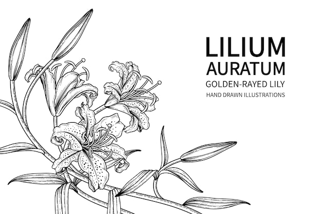 金色のユリの花（Lilium auratum）手描きの植物画。