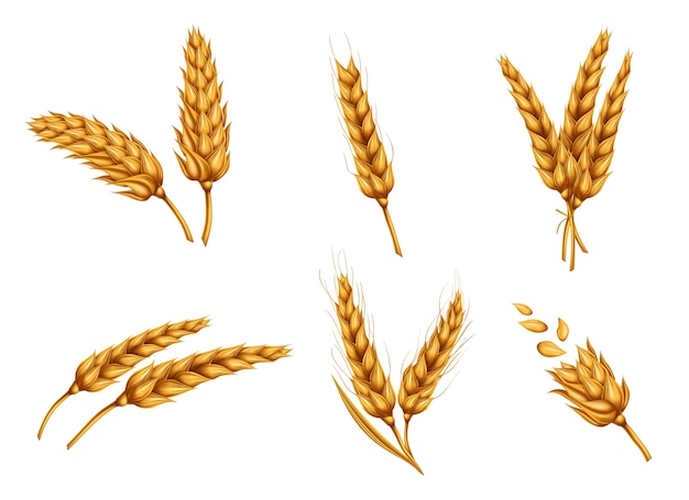 Golden wheat ears and grains realistic vector set