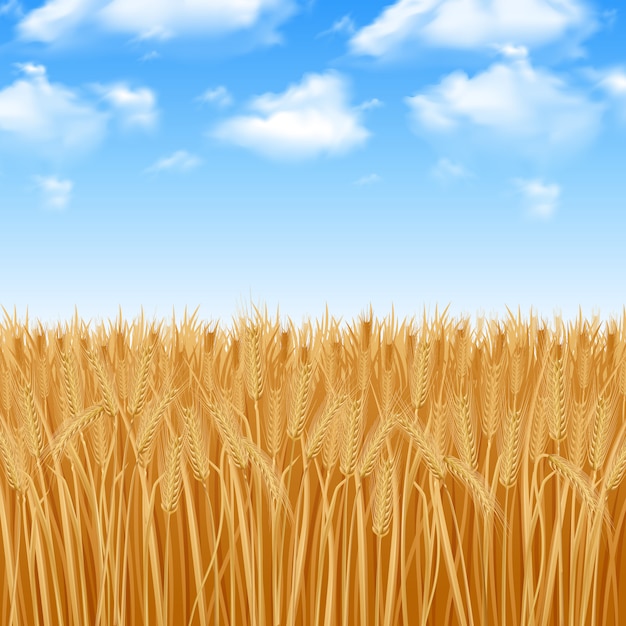 Free vector golden yellow wheat field and summer sky background