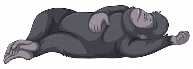 Gorilla sleeping 