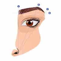 Free vector gradient brow mapping illustration